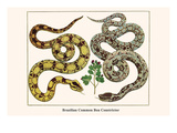 Brazilian Common Boa Constrictor
