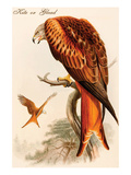 Kite or Glead
