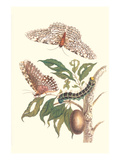 Limbo Tree with Owlet Moth