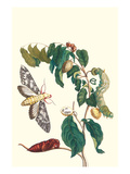 Hawkmoth on a Sugar Apple