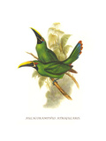 Black Throated Toucanet