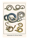Indonesian and African Snakes