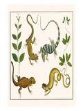Lizards and Plants