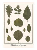 Skeletons of Leaves