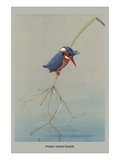 Pigmy Kingfisher