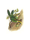 Emerald Toucanet