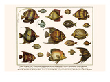 Lined Surgeon Fish  Whitecheek Surgeonfish  Brown Surgeonfish  Convict Surgeonfish  etc