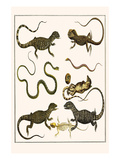 Monitors from Indonesia  Agama from Sri Lanka  Lizards  Anoles and Snakes