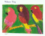 3 Parrots
