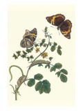 Coffee with Split-Banded Owlet Butterfly