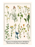 Ragwort  Everlasting Flower  Buckthorn  Wood-Sorrel and Venus's Looking Glass