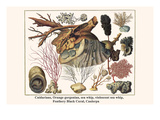 Cnidarians  Orange Gorgonian  Sea Whip  Violescent Sea Whip  Feathery Black Coral  Caulerpa