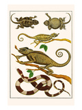 Lizards  Snakes  Chameleons
