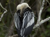 Cloudy Day in Everglades
