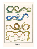 Snakes