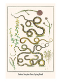 Snakes  Scorpion Eater  Spring Heath