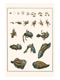 Metamorphosis of Frogs into Toads