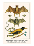 Bulldog Bat  Short-Tailed Bat  Bats  Black Headed Oriole and Snake