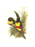 Chestnut Eared Aracari