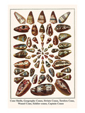 Cone Shells  Geography Cones  Striate Cones  Terebra Cone  Weasel Cone  Soldier Cones  Captain Cone