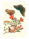 Pomegranate and Butterflies