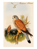 Eurasian Kestrel