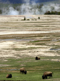 Yellowstone Bison