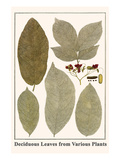 Deciduous Leaves from Various Plants