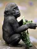 APTOPIX Zoo President Kiki