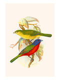 Nonpareil Bunting