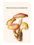 Tricholoma Mushroom