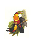 Red Breaster Toucan and Green Billed