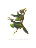 Blue Banded Toucanet