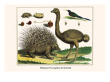 Malayan Porcupines and Ostrich