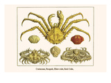 Crustaceans  Decapods  Elbow Crabs  Rock Crabs 