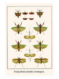 Praying Mantis  Katydids  Grasshoppers 
