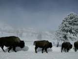 Yellowstone Norton
