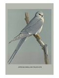 Afircan Swallow Tailed Kite
