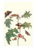 Moths and a Potato Plant