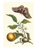 Seville Orange with a Golden Rothschild Butterfly