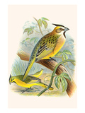 Green Cardinal