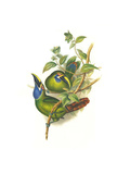 Blue Throated Toucanet