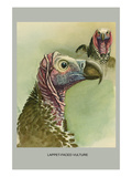 Lappet Faced Vulture