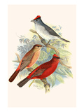 Pileated Finch and Red Crested Finch