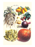 Vegetables; Lettuce  Persimmon  Turnip  Potato  Pumpkin  Strawberries  and Legumes