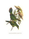 White Throated Toucanet