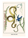 Snakes  Birds  Heath
