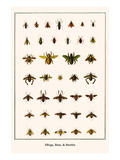 Bugs  Bees  and Beetles