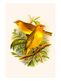 Safron Finch or Brazilian Bunting or Brazilian Canary