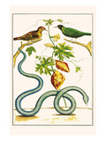 Serpents and Birds